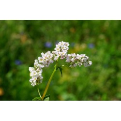 Miód gryczany 1000 g 2024r. 1